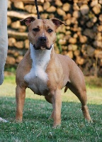 Étalon American Staffordshire Terrier - majestic staffs Bahama mamma