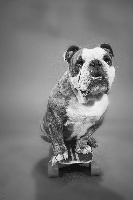 Étalon Bulldog Anglais - Guerchwin de La Tatumière