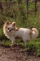 Étalon Chihuahua - Dali Des Quatre Nobles Vérités