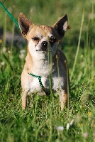 Étalon Chihuahua - Desieree dit manny (Sans Affixe)