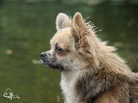 Étalon Chihuahua - Gétro gibbs (Sans Affixe)