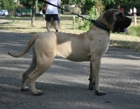 Étalon Dogo Canario - Hulka de Royal Presa