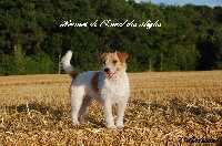 Étalon Jack Russell Terrier - CH. Hermes de L'Envol des Aigles