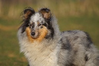 Étalon Shetland Sheepdog - Dream From Highland's Gillyflower blue