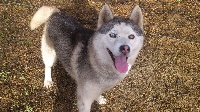 Étalon Siberian Husky - Greywolf de la grande vallée blanche