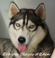 Étalon Siberian Husky - Era des Clayes d'Eden