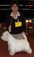 Étalon West Highland White Terrier - CH. Westibery's Dance with wolves