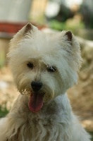 Étalon West Highland White Terrier - Helys du copain fidèle
