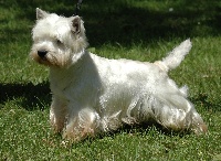 Étalon West Highland White Terrier - Fleur de coton De l'etoile du buchet