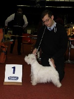Étalon West Highland White Terrier - CH. Westibery's Chérie co