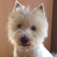 Étalon West Highland White Terrier - Harley du royaume de sky