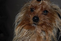 Étalon Yorkshire Terrier - Hoscar (Sans Affixe)