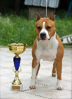 Étalon American Staffordshire Terrier - CH. Fatal beauty des Griffes d'Urka