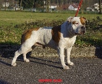 Étalon American Staffordshire Terrier - rican dog's G'patron