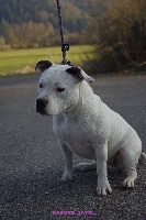Étalon American Staffordshire Terrier - Ibiza (Sans Affixe)