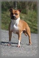 Étalon American Staffordshire Terrier - CH. Multi ch jch golden color King Of Staffs