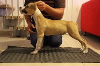 Étalon American Staffordshire Terrier - It's victory Angels Of Paradise