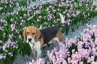 Étalon Beagle - Helix de l'echo du marensin