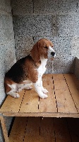 Étalon Beagle - Dreadie (Sans Affixe)