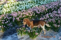 Étalon Beagle - Dax de l'echo du marensin