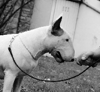 Étalon Bull Terrier - Gangsta Familia's Gemma stella