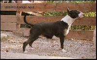 Étalon Bull Terrier - Haouto courduro lou Prouvencaou