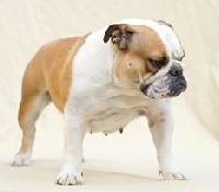 Étalon Bulldog Anglais - Falbella des Dogs de Choc