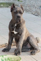 Étalon Cane Corso - Aslan cane d'oro italiano