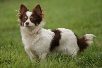 Étalon Chihuahua - Gwendy alias grumpet de la Gabrière