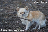 Étalon Chihuahua - Galactée El Tabarcas