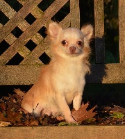 Étalon Chihuahua - Harry alias pepito De la passerelle des agneaux noirs
