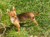Étalon Chihuahua - Inouie du Moulin de la Terrasse