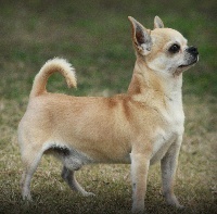 Étalon Chihuahua - CH. Capriccio Del pasador