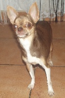 Étalon Chihuahua - G2amours (Sans Affixe)