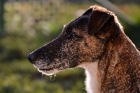 Étalon Fox Terrier Poil lisse - D'koda Fox de Leonalliath