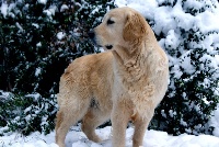 Étalon Golden Retriever - First time du Sarmizegetusa Regia