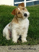 Étalon Jack Russell Terrier - Frisbee des Hauts-Marizys