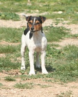 Étalon Jack Russell Terrier - Foxwarren Pilgrim