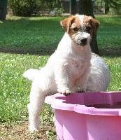 Étalon Jack Russell Terrier - I am beauty (Sans Affixe)