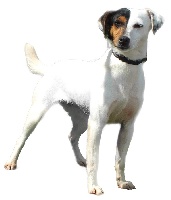 Étalon Parson Russell Terrier - Gessy Des elucines