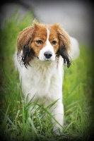 Étalon Petit chien hollandais de chasse au gibier d'eau - cairnbraid Koeurly