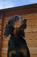 Étalon Setter Gordon - Hivane b Des Pralines D'Aubejoux