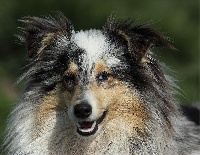 Étalon Shetland Sheepdog - Izza (Sans Affixe)
