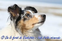 Étalon Shetland Sheepdog - Iron man De La Forêt De Combattée