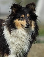 Étalon Shetland Sheepdog - Hisis (Sans Affixe)