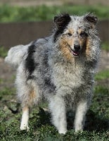 Étalon Shetland Sheepdog - Gitane (Sans Affixe)