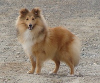 Étalon Shetland Sheepdog - Golden charm De l'ile de la motte