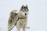 Étalon Siberian Husky - CH. Iska Of Wolf Siberian Song