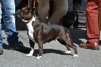 Étalon Staffordshire Bull Terrier - Funny girl of leedyl