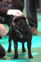 Étalon Staffordshire Bull Terrier - CH. Jesukay of blacksort
